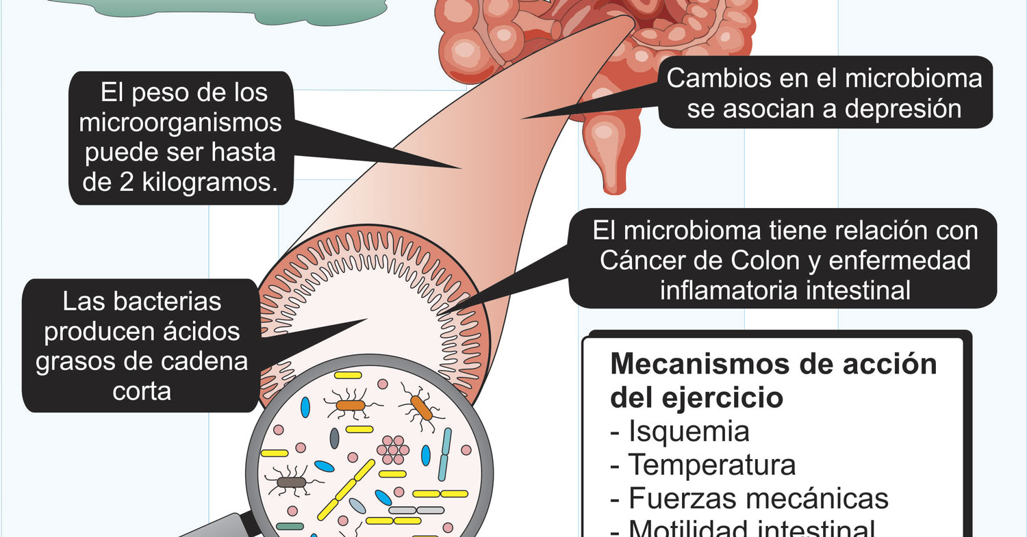 Infografía-Microbioma-Intestinal-y-Ejercicio
